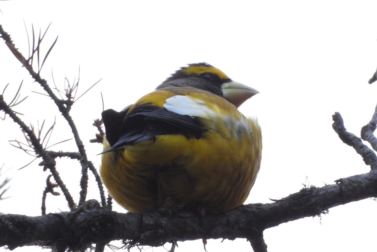 Evening Grosbeak - ML644838360