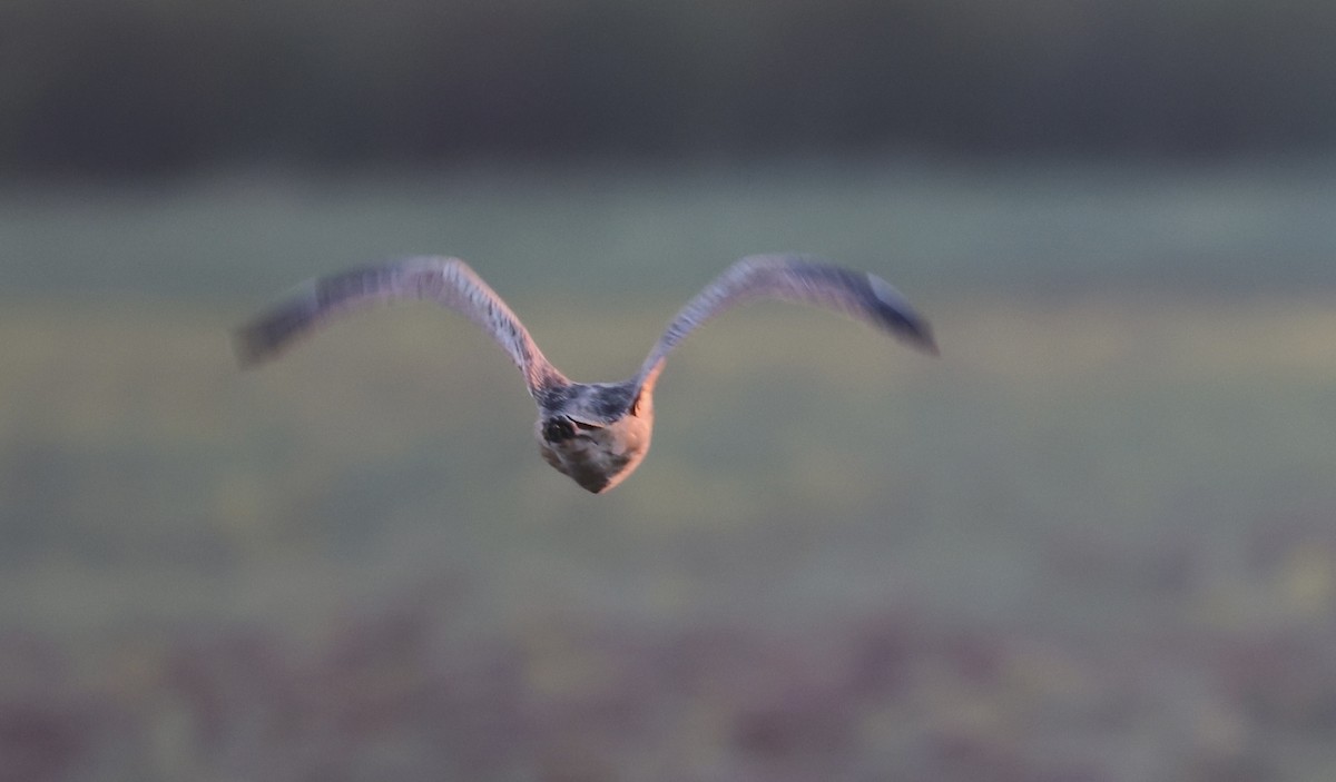 Long-billed Curlew - ML644838362