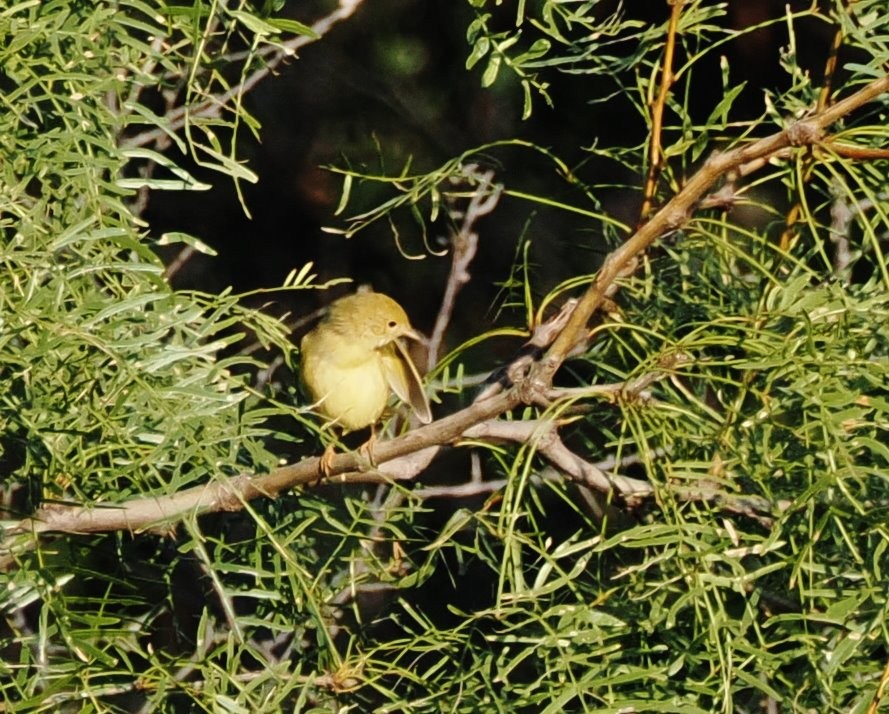 Northern Yellow Warbler - ML644838373