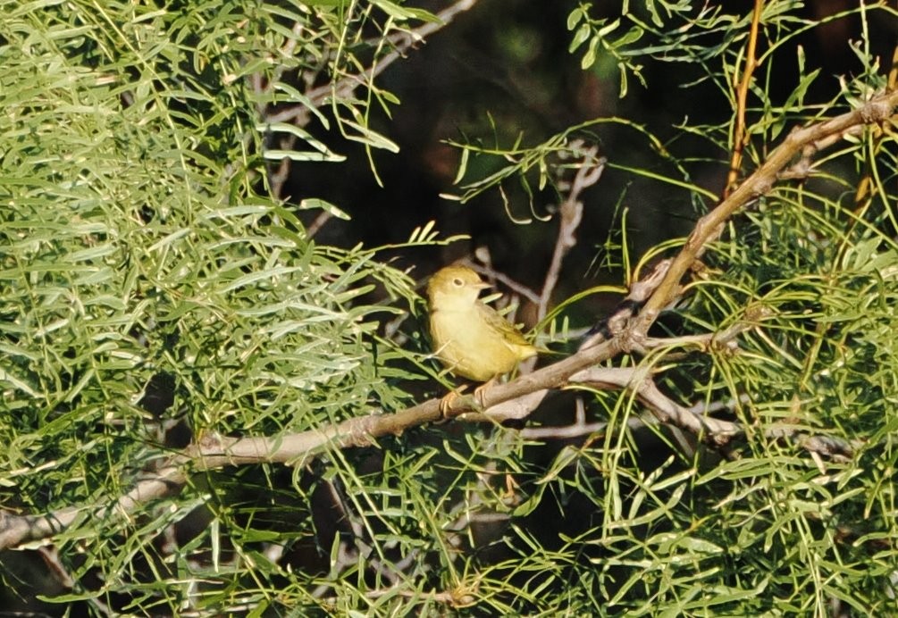 Northern Yellow Warbler - ML644838374