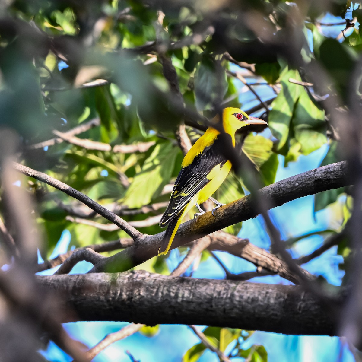 Indian Golden Oriole - ML644838375