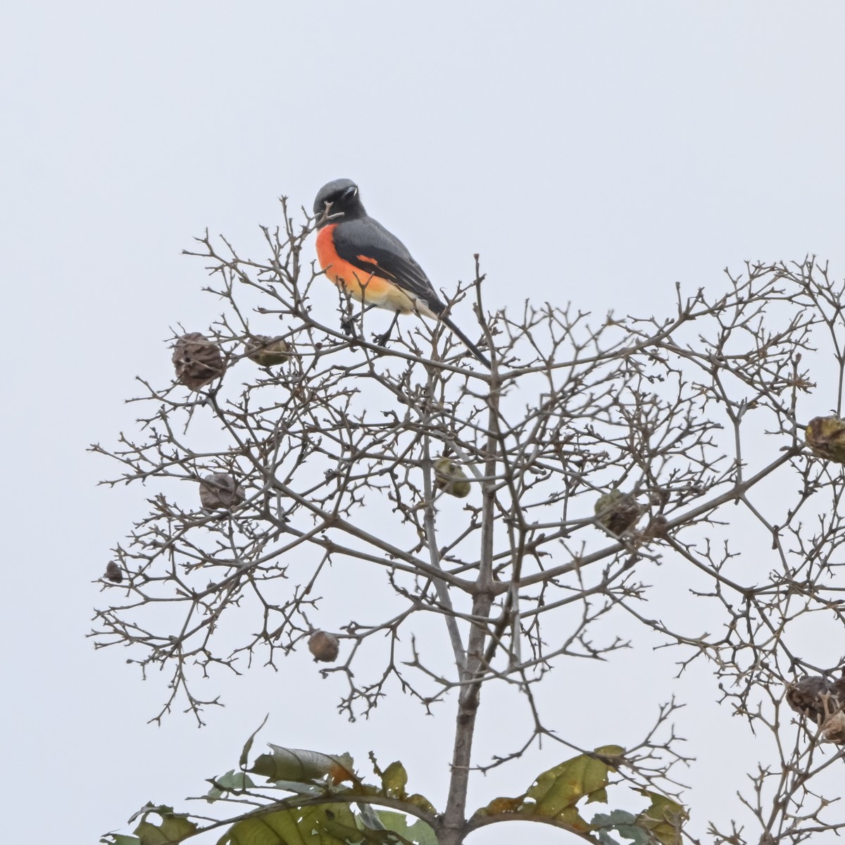 Small Minivet - ML644838376