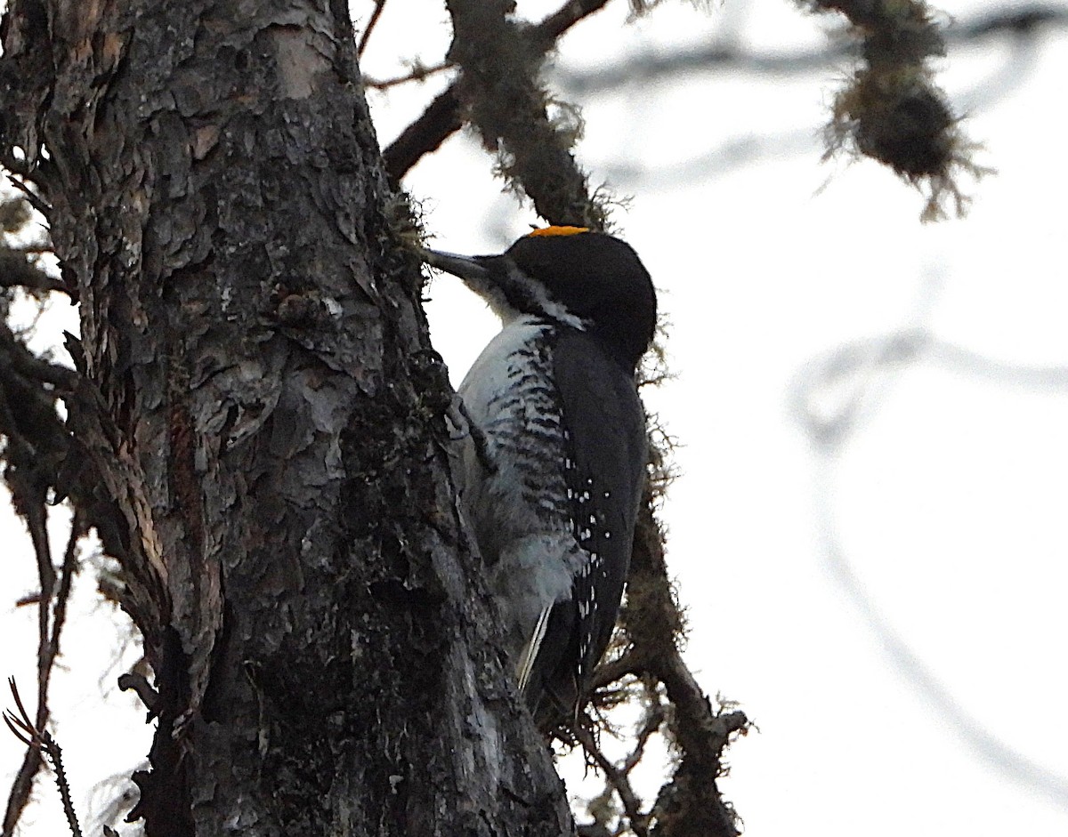 Black-backed Woodpecker - ML644838382
