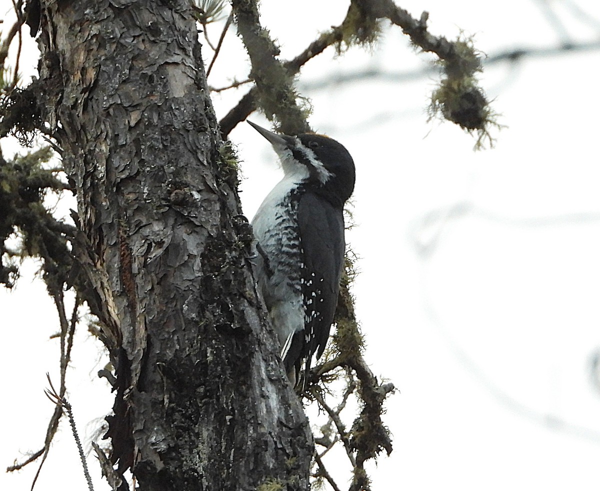 Black-backed Woodpecker - ML644838383