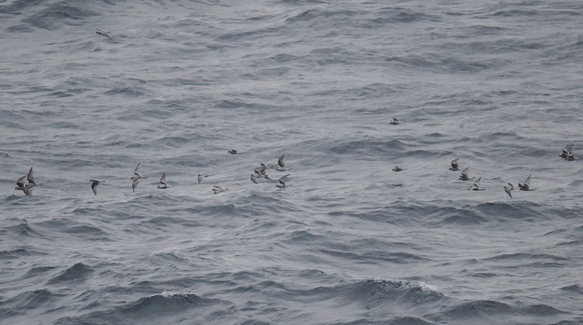 Fork-tailed Storm-Petrel - ML644838385