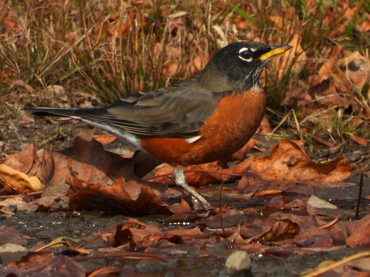 Странствующий дрозд - ML644838398