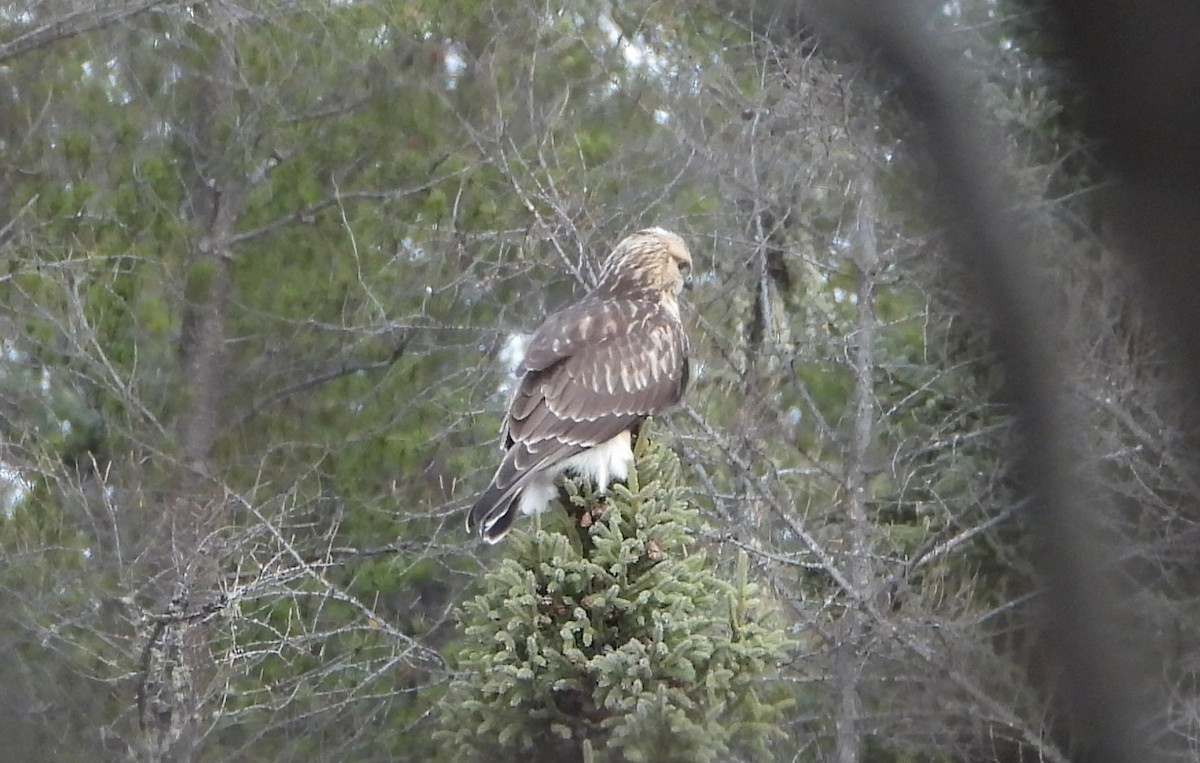 Rough-legged Hawk - ML644838402