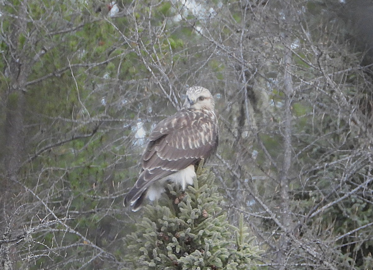 Rough-legged Hawk - ML644838403