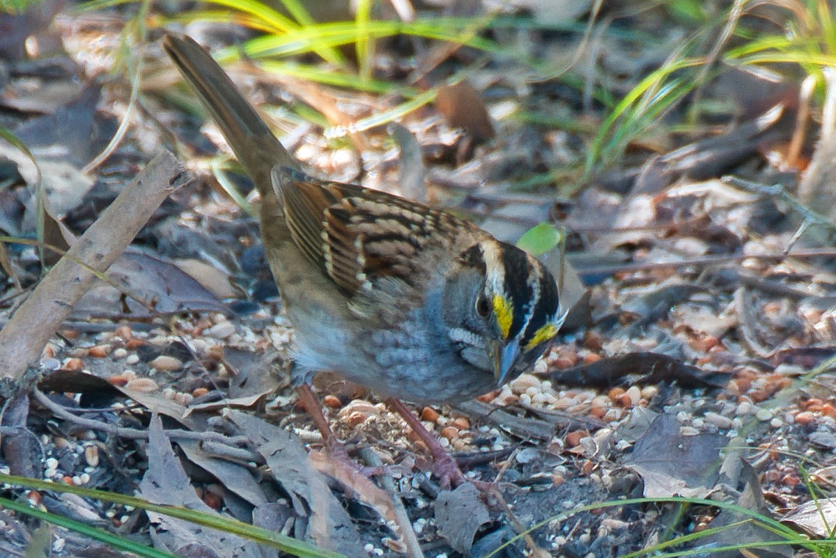White-throated Sparrow - ML644838405