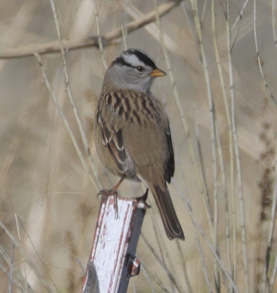 Bruant à couronne blanche - ML644838407