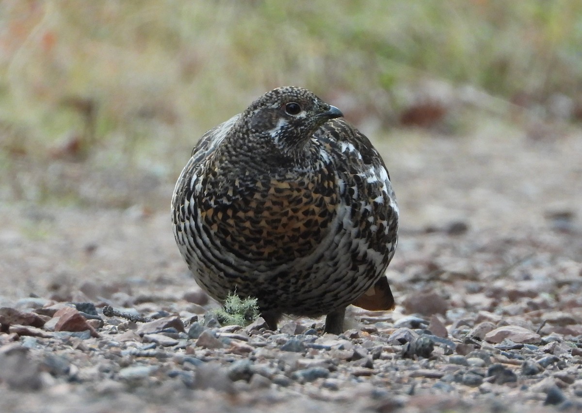 Spruce Grouse - ML644838419