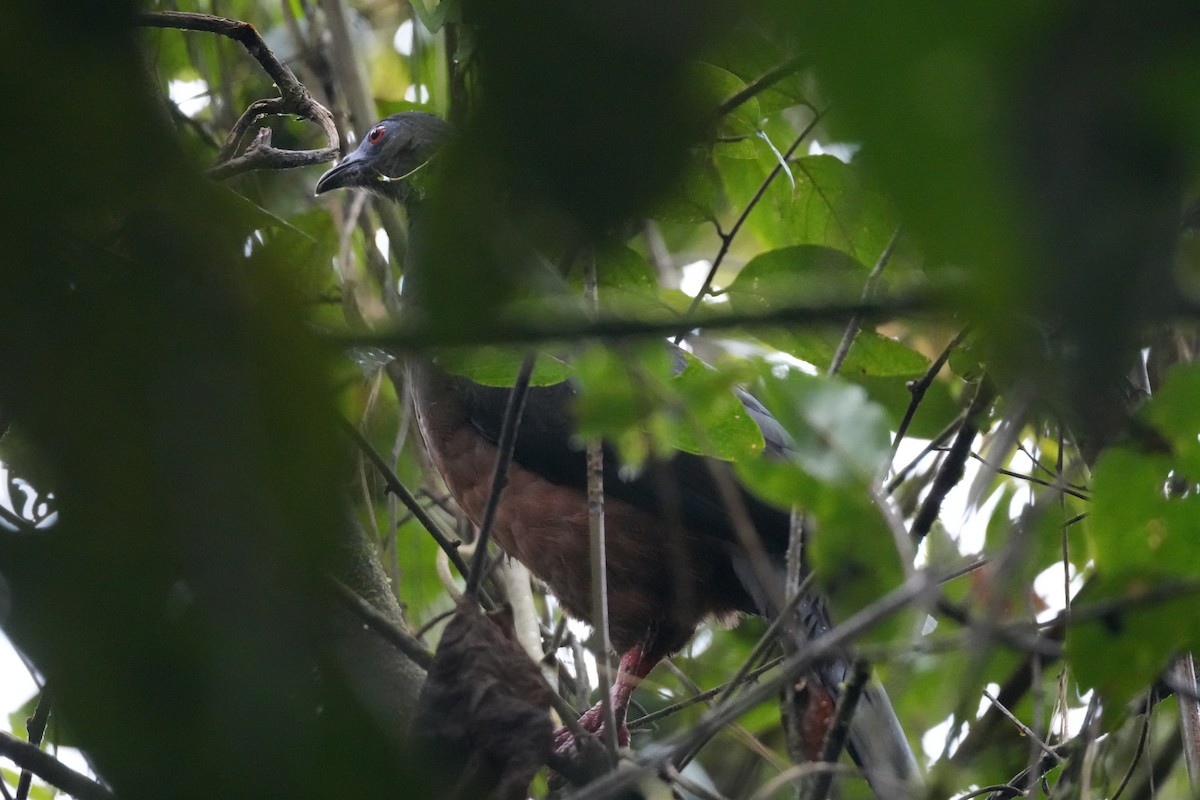 Sickle-winged Guan - ML644838420