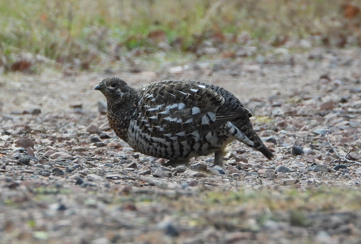 Spruce Grouse - ML644838421