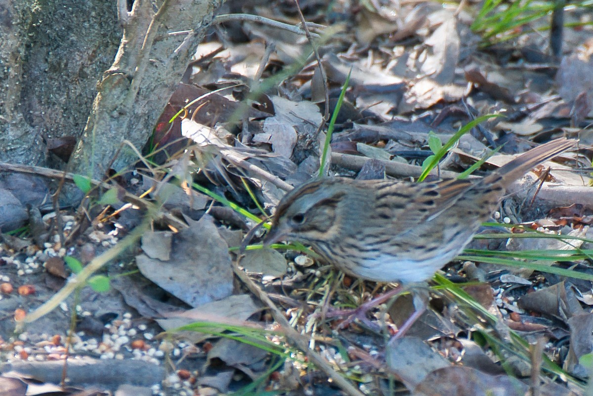 Lincoln's Sparrow - ML644838444
