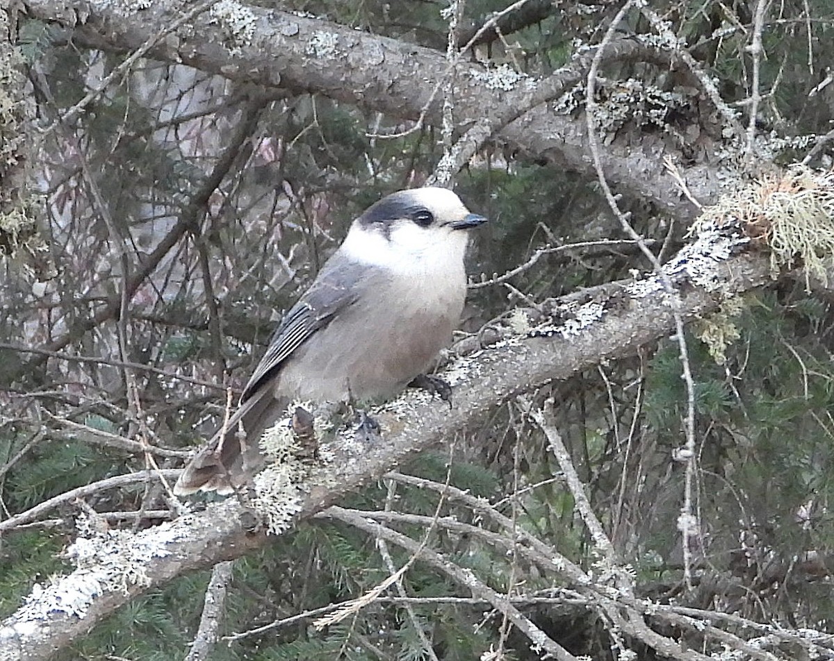 Canada Jay - ML644838448