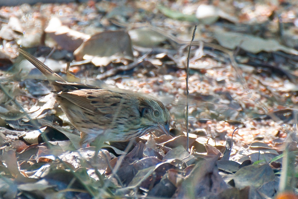 Lincoln's Sparrow - ML644838450