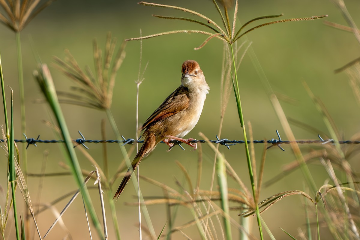 nymfesanger - ML644838454