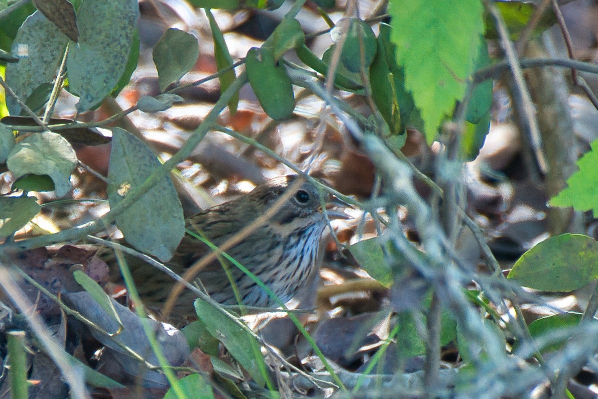 Lincoln's Sparrow - ML644838466