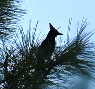 Chara de Steller - ML644838473