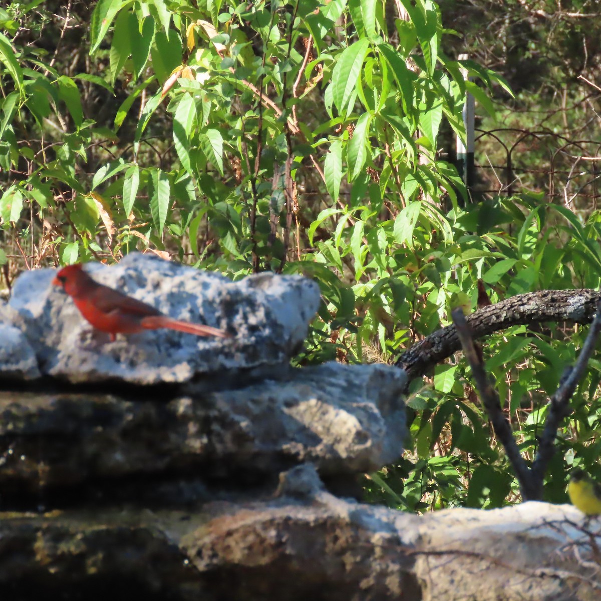 Rotkardinal - ML644838482