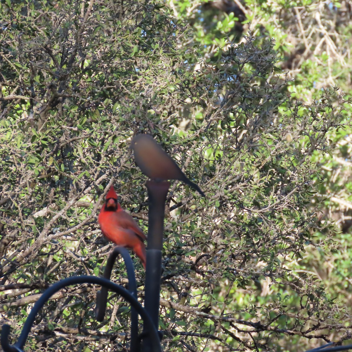 Rotkardinal - ML644838483