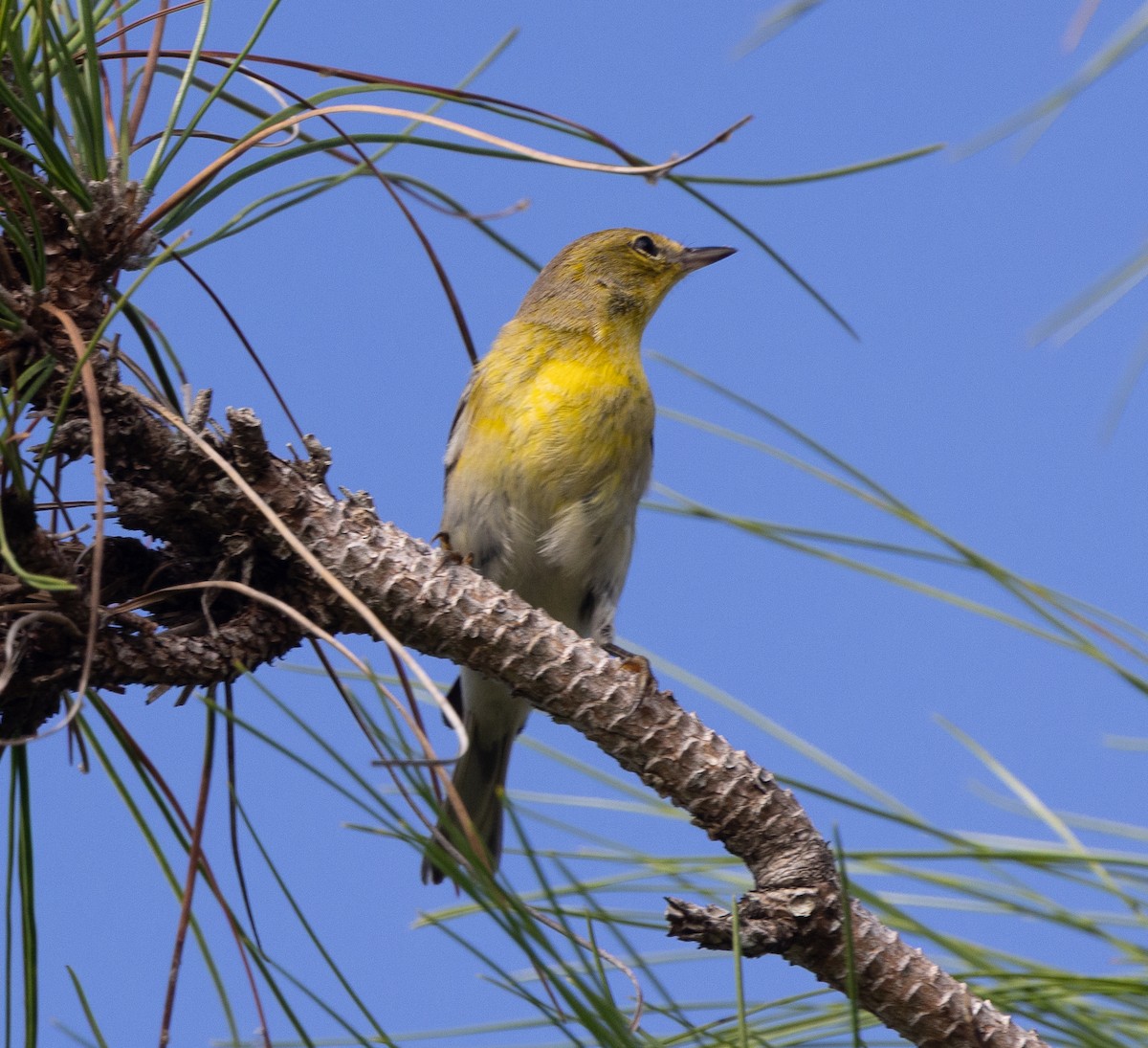 Pine Warbler - ML644838484