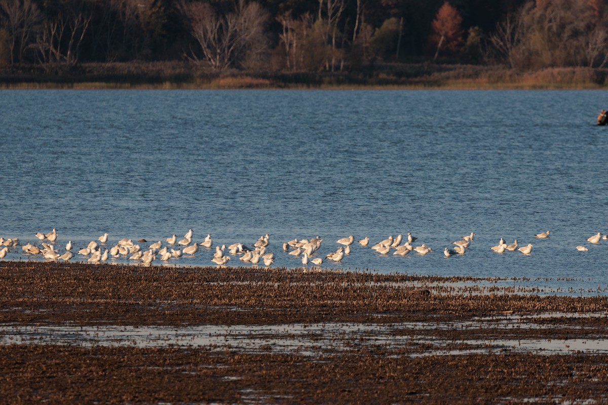 gull sp. - ML644838490
