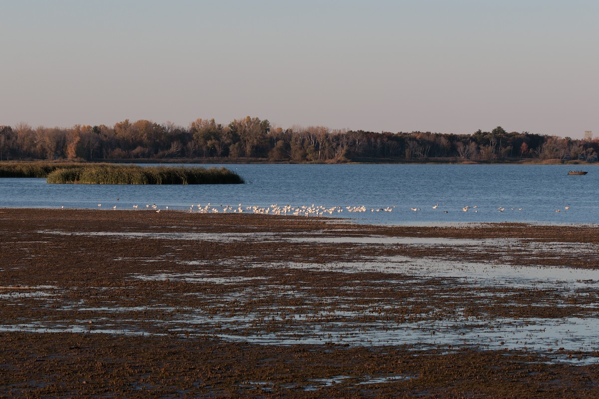 gull sp. - ML644838491