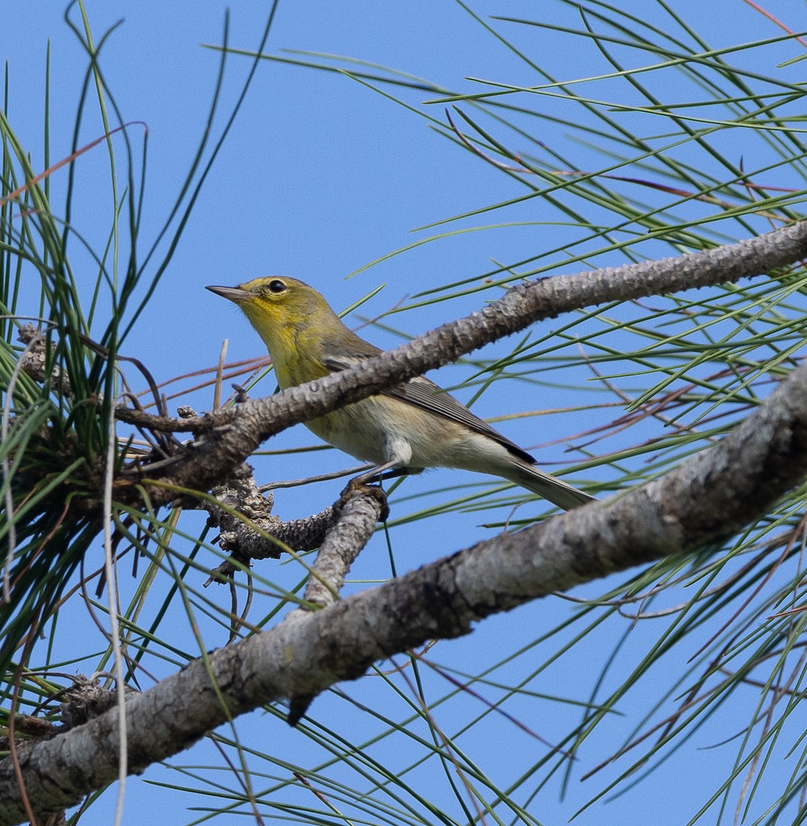 Pine Warbler - ML644838494
