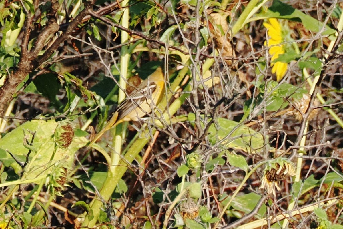 Orchard Oriole - ML644838505