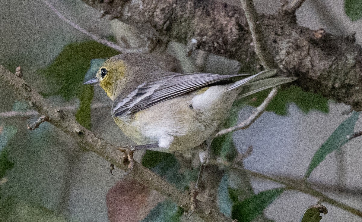 Pine Warbler - ML644838508