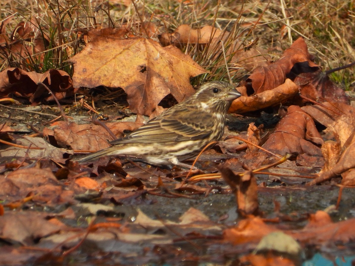 Чечевиця кармінова - ML644838522