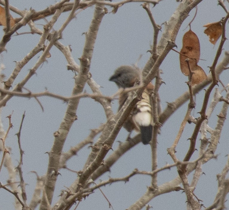 Graukopfelsterchen - ML644838527