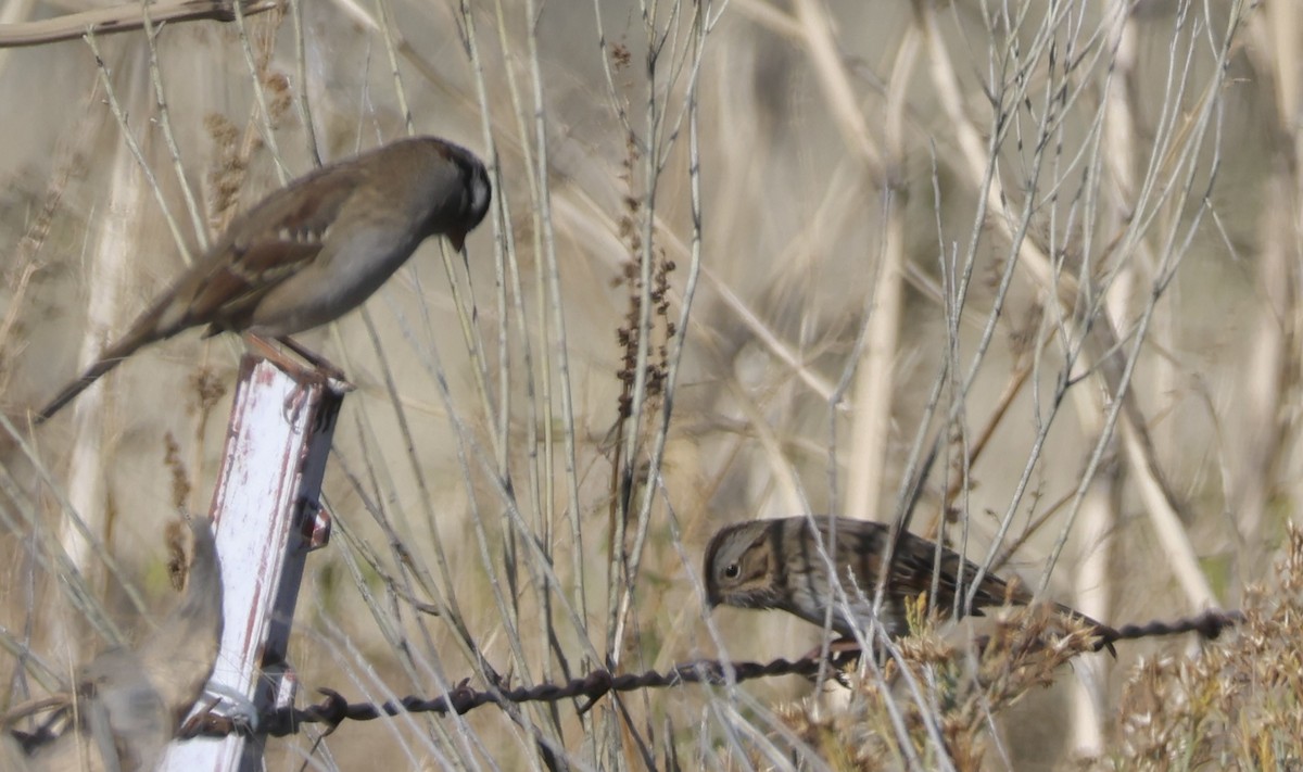 Lincoln's Sparrow - ML644838544