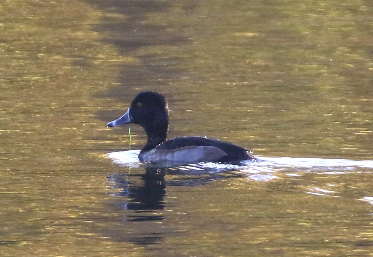 Ring-necked Duck - ML644838573