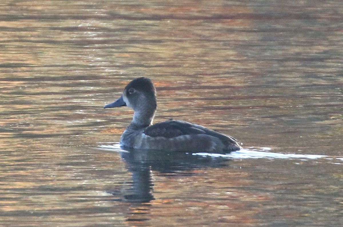 Ring-necked Duck - ML644838574