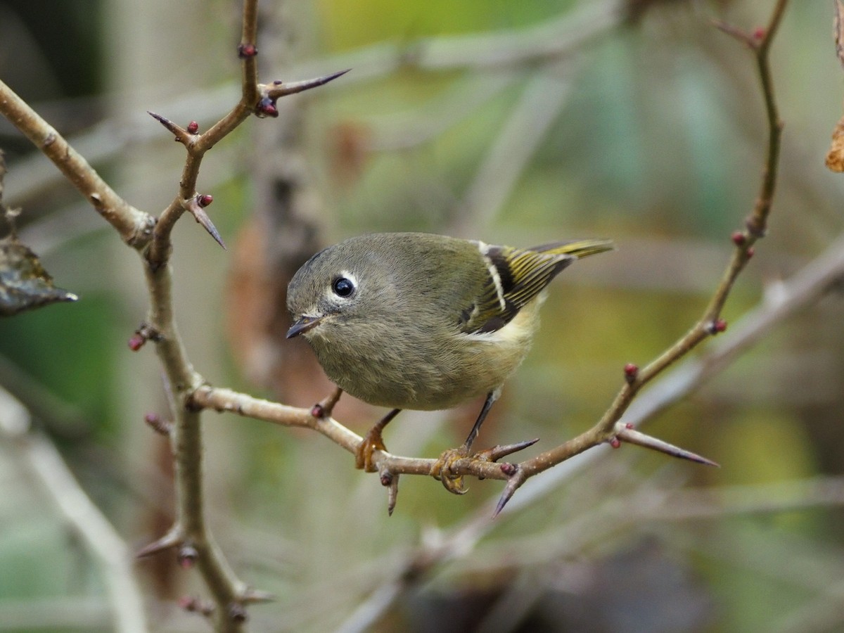 Ruby-crowned Kinglet - ML644838582