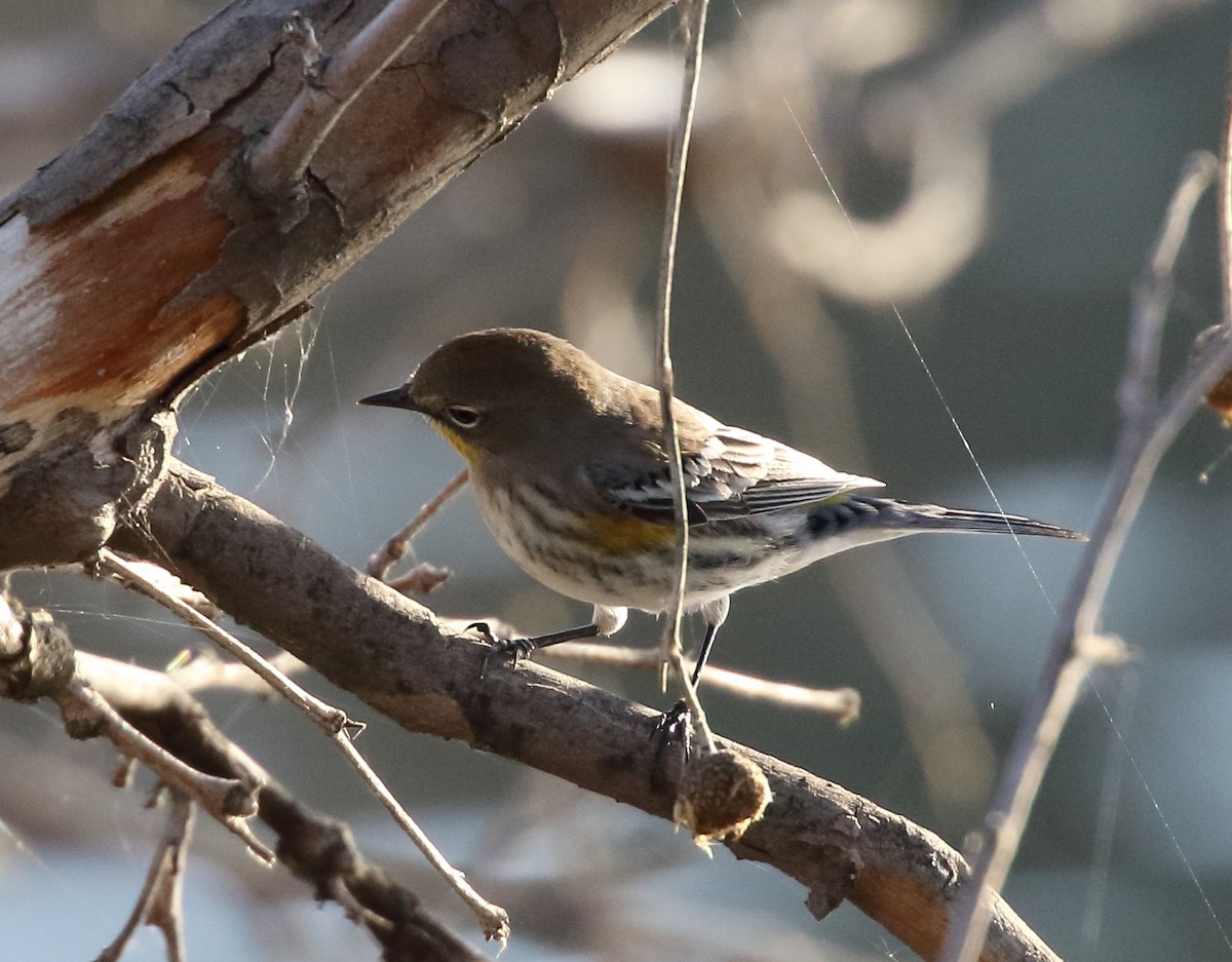 Yellow-rumped Warbler - ML644838602