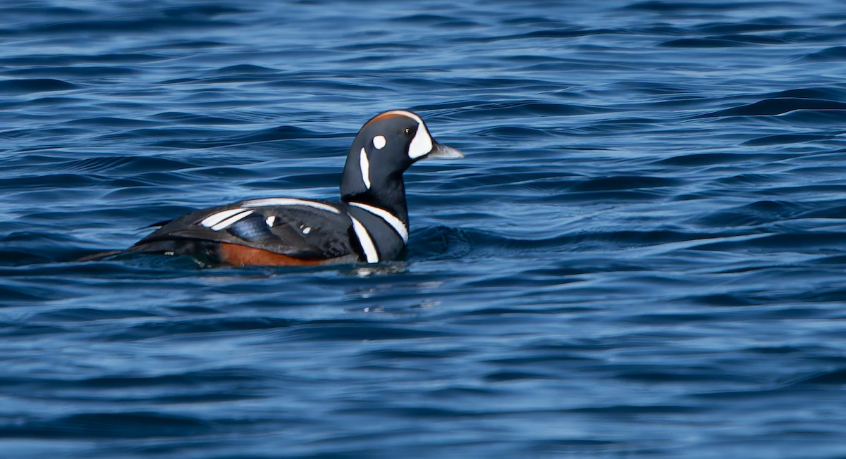 Harlequin Duck - ML644838612