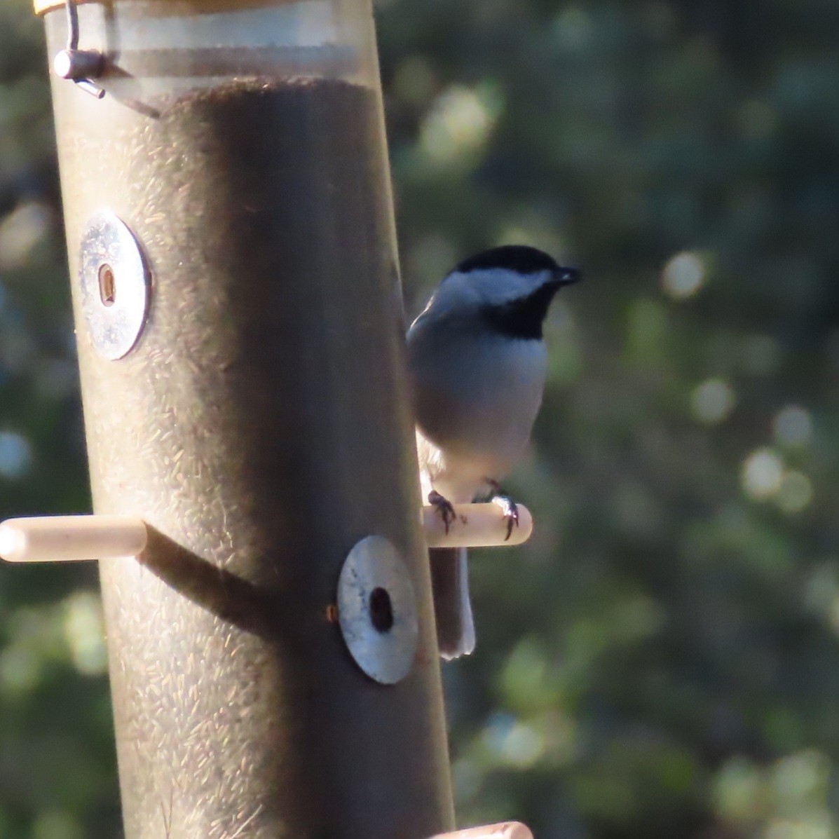 Carolina Chickadee - ML644838676