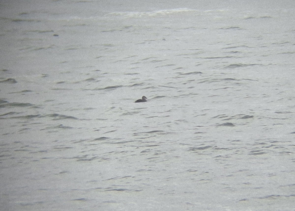 Гага-гребенушка - ML644838752