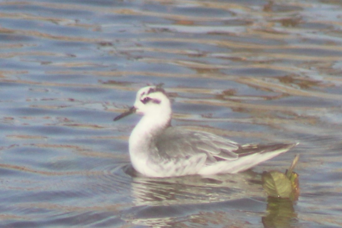 Falaropo beccolargo - ML644838754