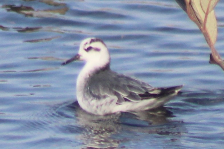 Falaropo beccolargo - ML644838755