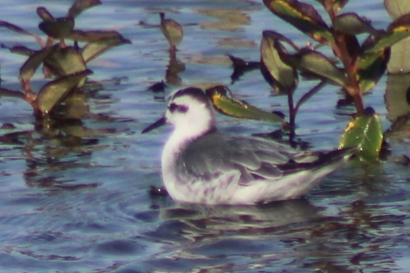 Falaropo beccolargo - ML644838756