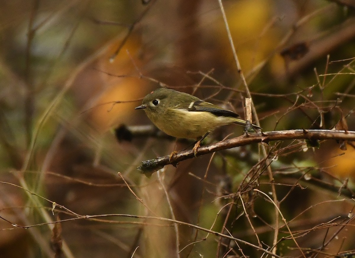 Ruby-crowned Kinglet - ML644838764