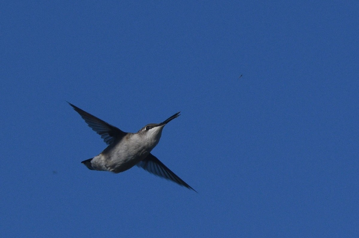 Ruby-throated Hummingbird - ML644838773