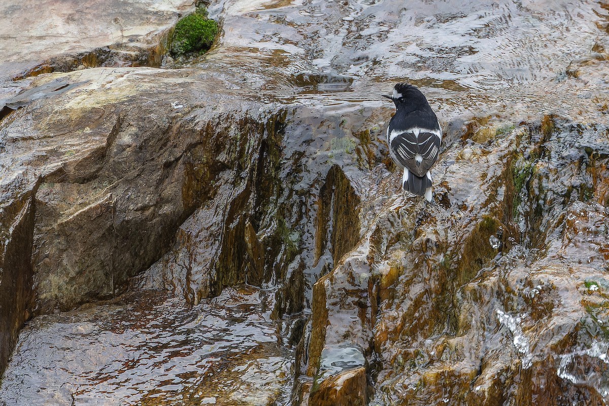 Вилохвістка гірська - ML644838782