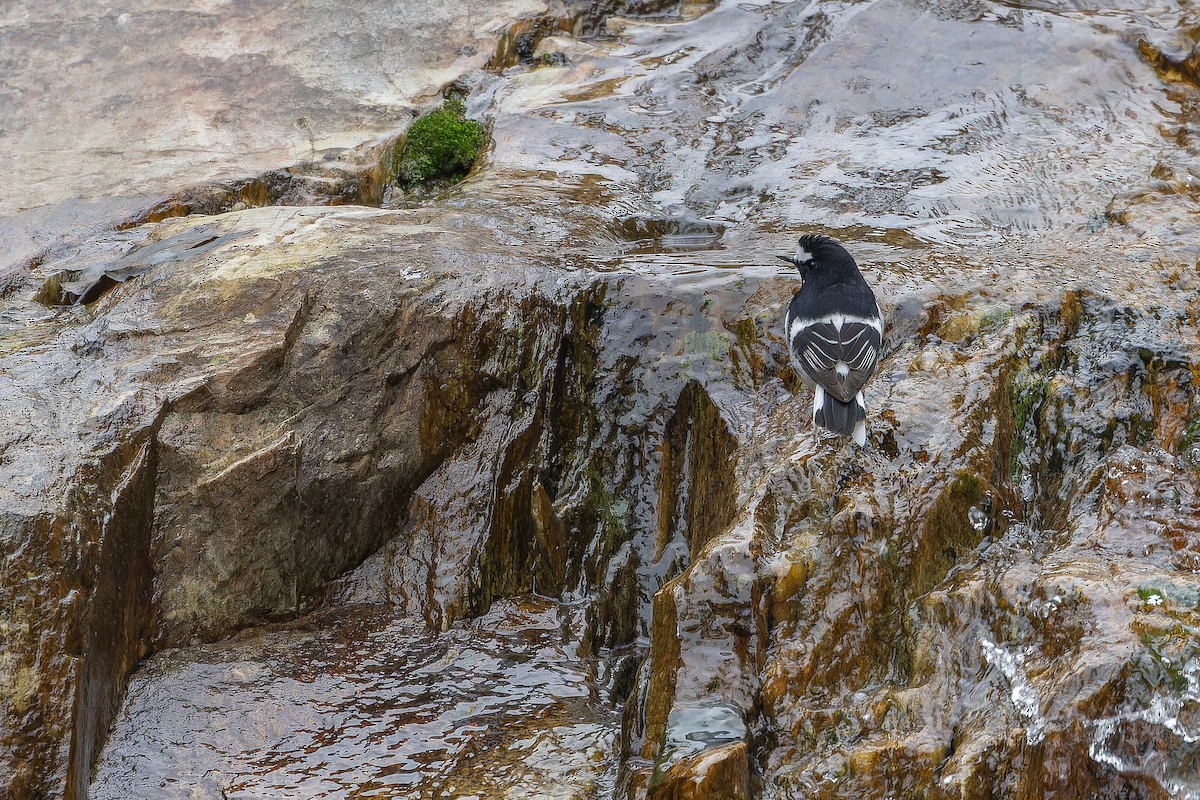 Вилохвістка гірська - ML644838783