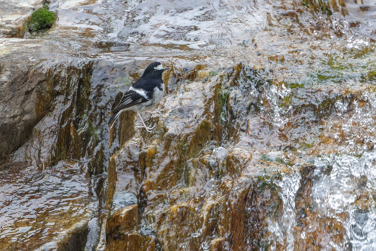 Вилохвістка гірська - ML644838784