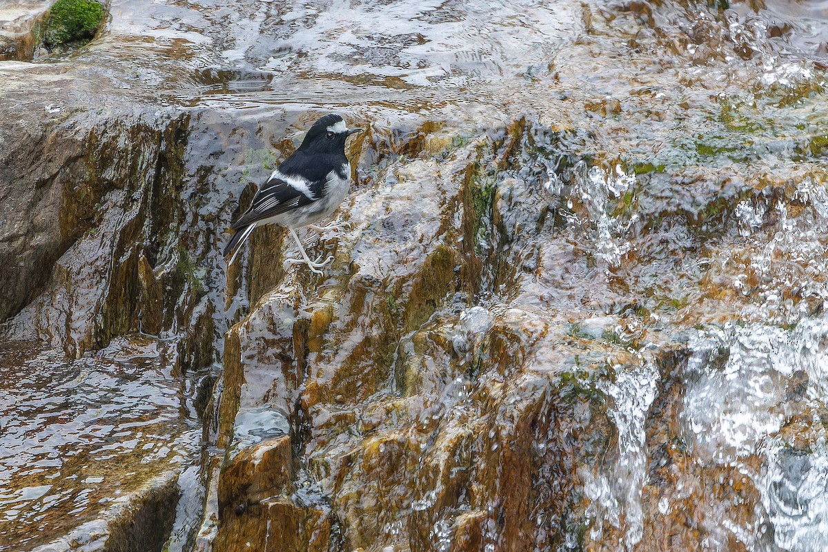 Вилохвістка гірська - ML644838785